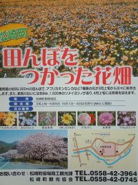 那賀大規模花畑