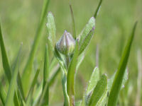 那賀大規模花畑