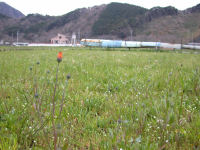 那賀花畑の様子