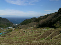 今日の石部棚田