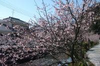 南川の桜