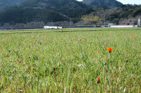 那賀大規模花畑