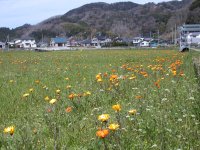 那賀大規模花畑