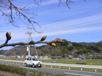 那賀バイパスの桜