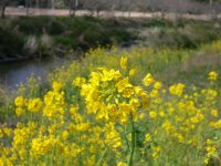 那賀川の菜の花