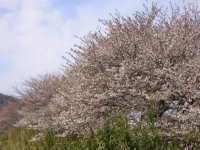 早咲きの桜