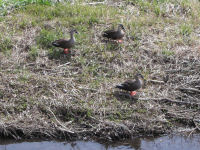 岩科川では鴨や鷺がのんびりとしていました