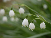 スズランスイセンが見頃です