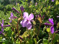 ムラサキハナナ