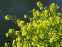 那賀川の菜の花