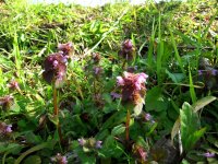 ヒメオドリコソウ