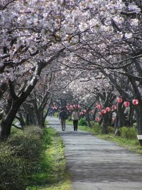 桜並木