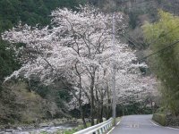 大沢温泉のソメイヨシノ