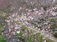 大沢温泉の桜