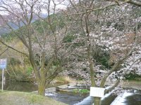 那賀川堤の桜