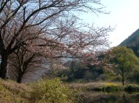 那賀バイパスの桜