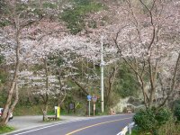 室岩洞の桜