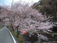 大沢温泉の桜