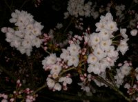 夜桜