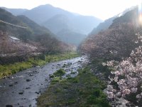 大沢温泉の桜