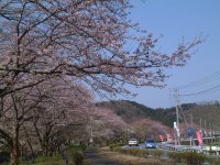 那賀川堤の桜