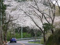 室岩洞の桜
