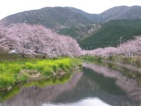 那賀バイパス桜