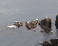 道部地区のヒジキ狩の様子