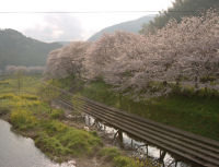 早朝の那賀川桜