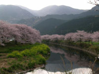 那賀バイパスの桜