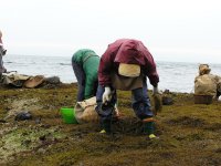 岩地ひじき狩り