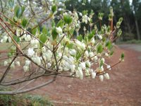 ドウダンツツジ