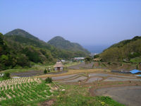 今日の石部棚田