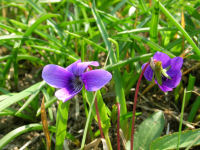 石部棚田で見つけたもの