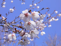 長九郎山に登ってきました