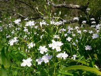 長九郎山に登ってきました