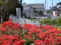 キリシマツツジ