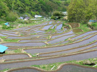 今日の石部棚田