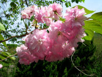 136号沿いで咲いていた桜