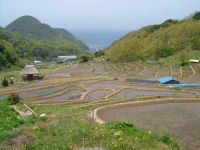 今日の石部棚田