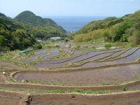 今日の石部棚田