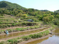 今日の石部棚田