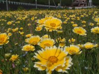 那賀大規模花畑