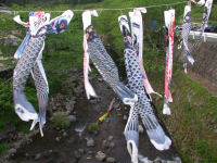 八木山こいのぼり