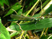 石部棚田で見つけたトンボ