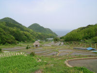 今日の石部棚田