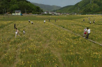 中耕地花畑花摘み