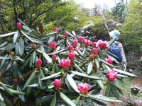 長九郎のシャクナゲ