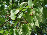 那賀バイパスのサクランボ