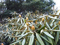 長九郎のシャクナゲ